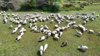 Kızılırmak Deltası yayla göçündeki sürülere ev sahipliği yapıyor