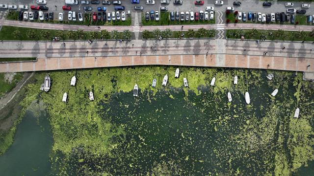 Samsun kıyıları "deniz marulu" ile kaplandı