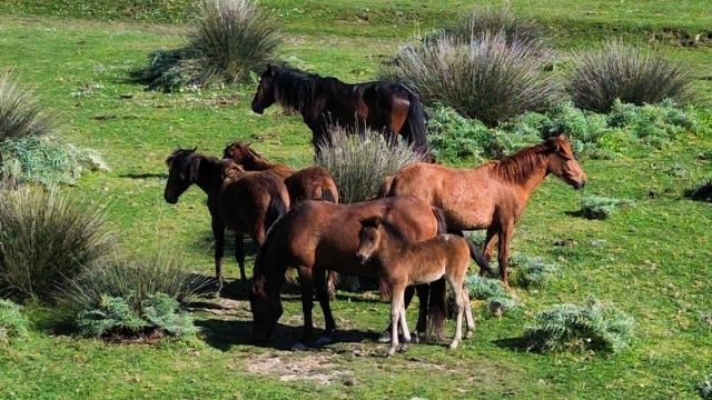 Kızılırmak Deltası'nın zenginliği: Yılkı atları