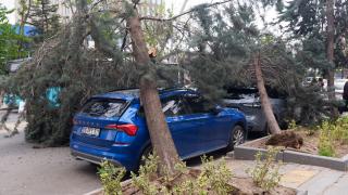 Ankara'da şiddetli rüzgarda devrilen ağaçlar nedeniyle 2 araç hasar gördü