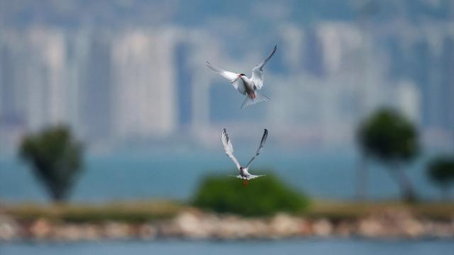 Çakalburnu Lagünü, deniz kırlangıçlarına ev sahipliği yapıyor