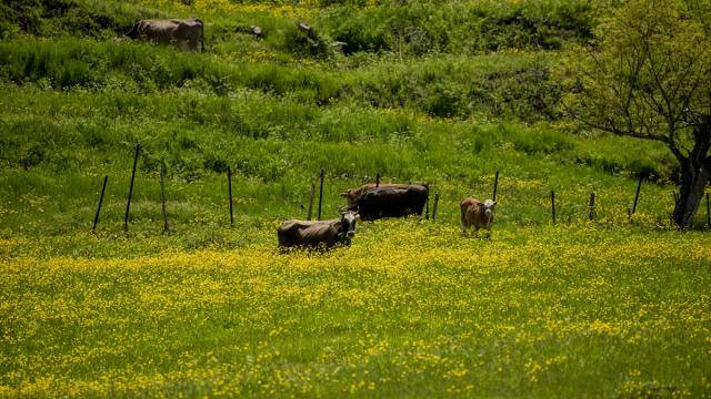 Giresun ilkbahar renklerine büründü