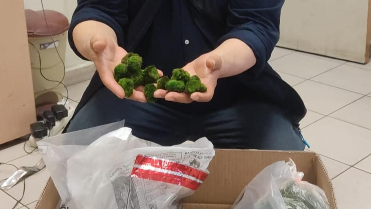Yolcu otobüsünde 2 bin canlı yeşil alg ele geçirildi