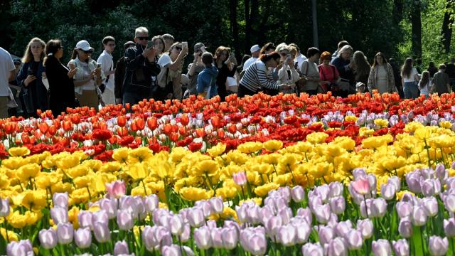 St. Petersburg’da lale festivali düzenlendi