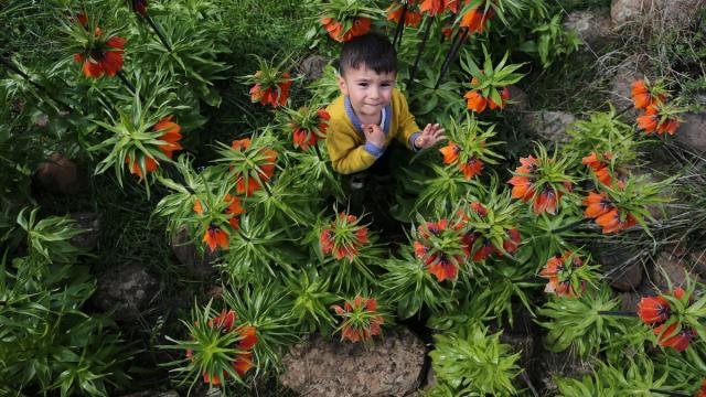 Bingöl'ün 2 bin rakımlı Boncukgöze Yaylası'nda açan ters laleler ilgi odağı oldu