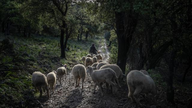 Çobanların karada başlayan göçü, denizde devam eden sıra dışı yolculuğa dönüşüyor