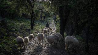 Çobanların karada başlayan göçü, denizde devam eden sıra dışı yolculuğa dönüşüyor