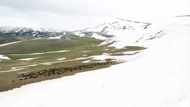 Ağrı'da küçükbaş hayvan sürülerinin karlı dağlarda beslenme yolculuğu