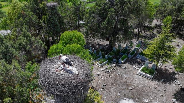 Leyleklere mesken olan mezarlıkta yavrularla hayat yeniden başlıyor