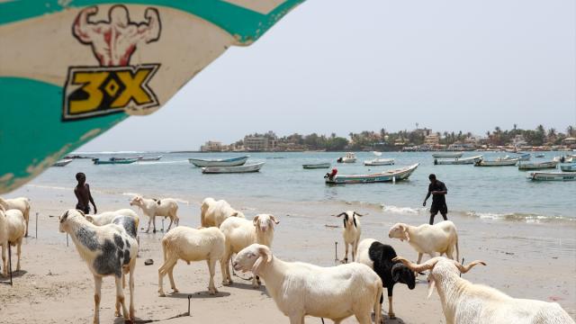 Senegal'de Kurban Bayramı hareketliliği başladı