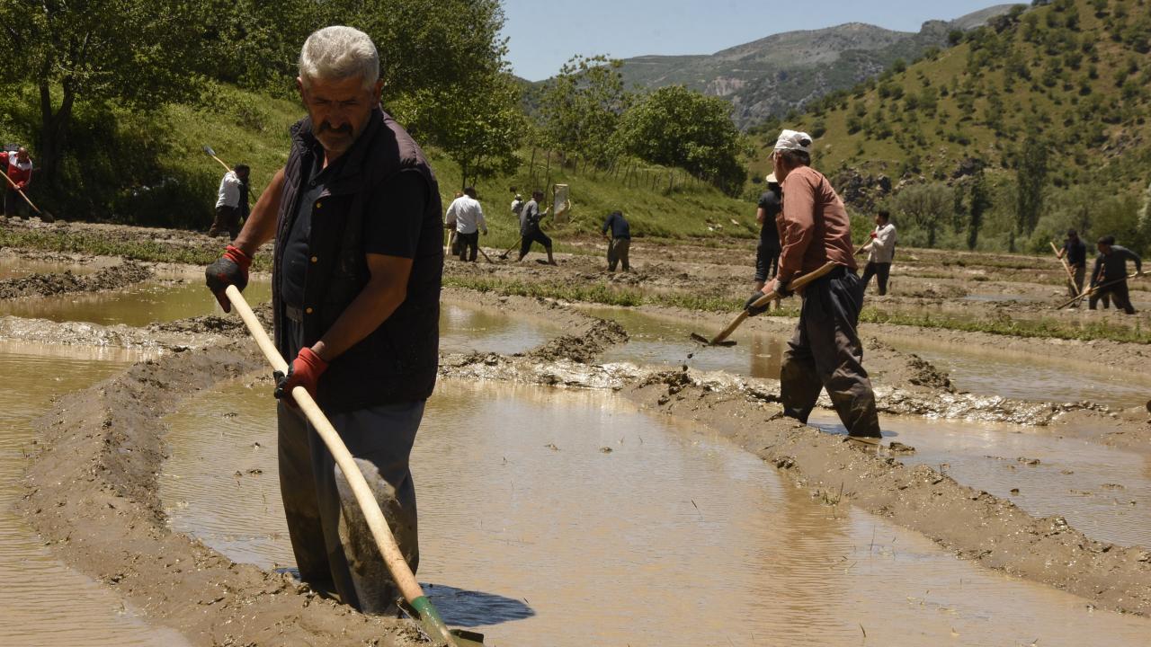 `Nişastası çok düşük`