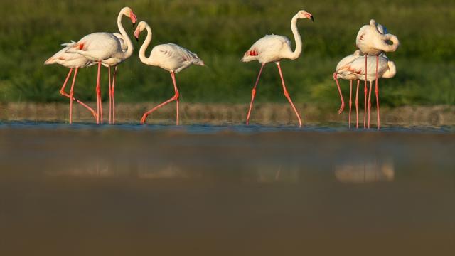 Başkentin flamingoları