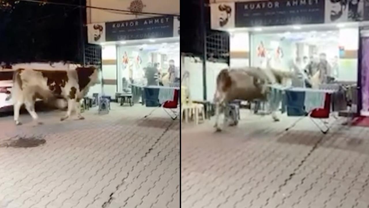 Sultanbeyli'de kaçan kurbanlık kuaför salonuna daldı