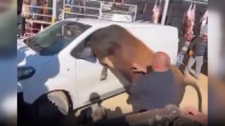 Ankara'da kesimden kaçan kurbanlık kornaya bastı