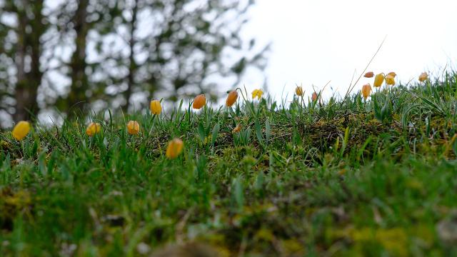 Yozgat’ta mahçup laleler doğayı renklendirdi