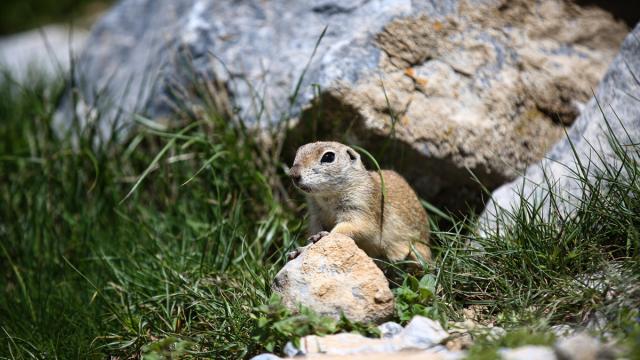 Niğde'de Anadolu yer sincapları görüntülendi
