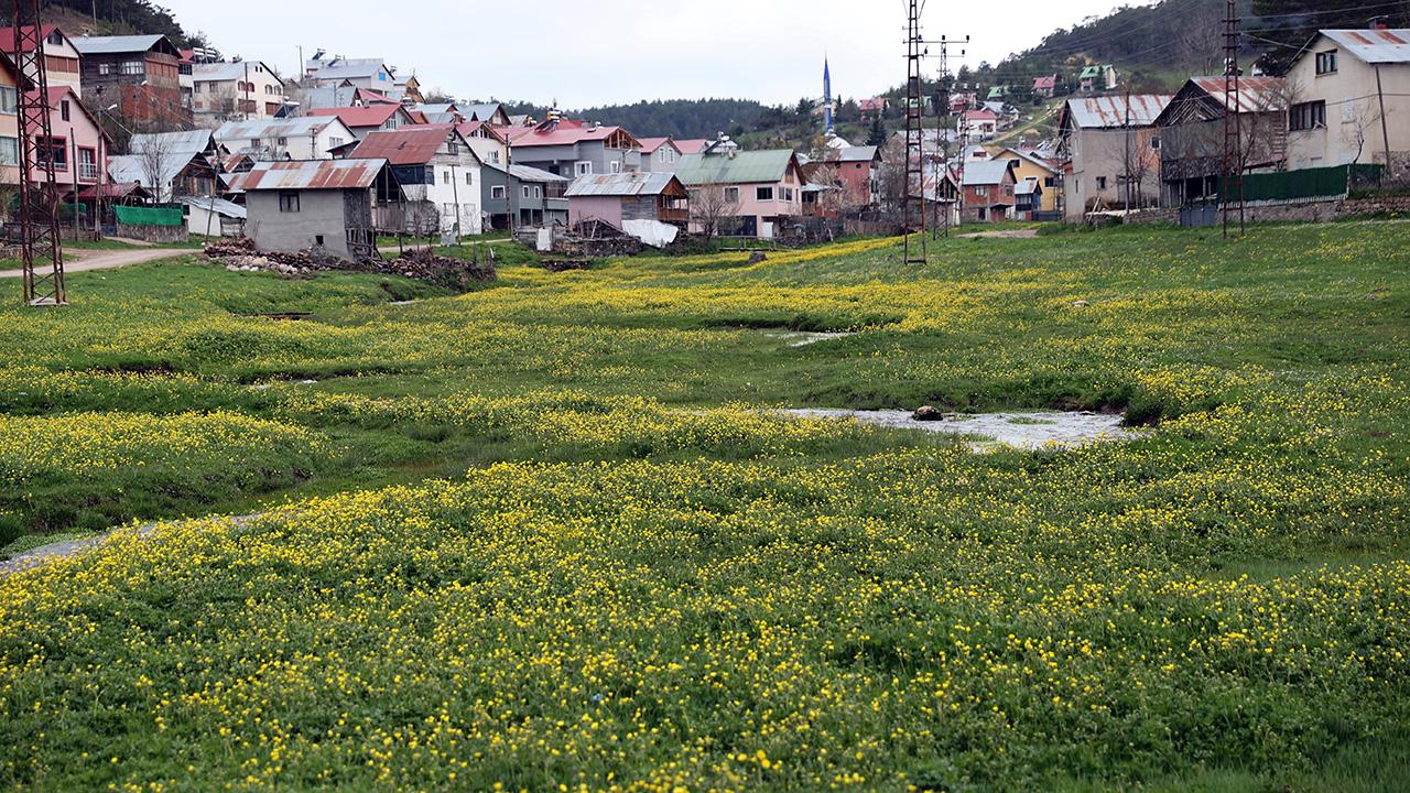 Eğriçimen Yaylası sarı papatyalarla renklendi