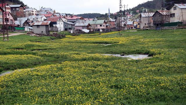 Eğriçimen Yaylası sarı papatyalarla renklendi