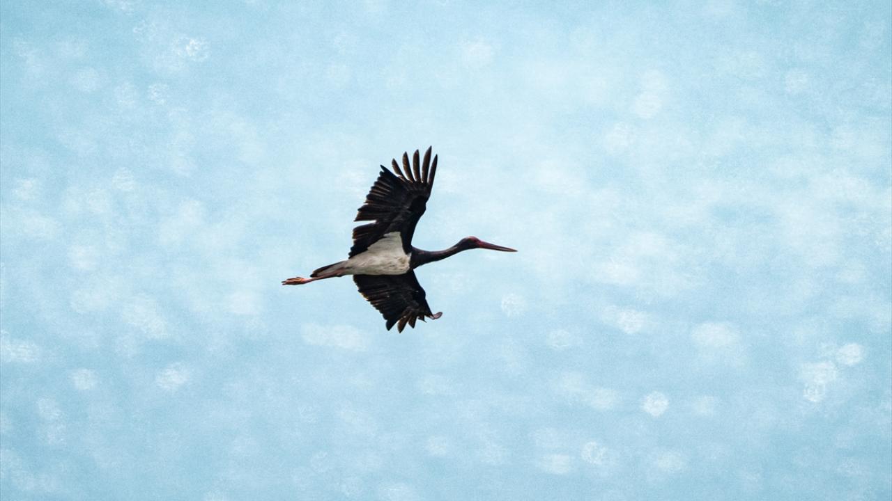 Kara leylek