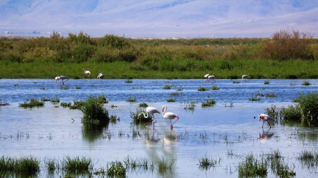 Konya’nın kuş cenneti: Akgöl Sazlıkları
