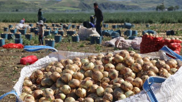 Amasya'da kuru soğan hasadı başladı