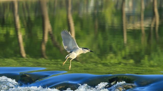 Diyarbakır'da, Balıkçıl kuşların Dicle Nehri'nde av mesaisi