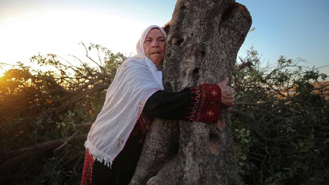 Filistin topraklarını gasbeden İsrailliler, Batı Şeria'da asırlık ağaçları söktü