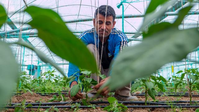 Antalya seralarında biyobozunur ip dönemi başlıyor