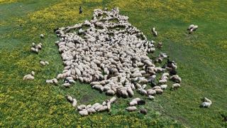 Keşiş Gölü yağışlarla canlandı, eşsiz doğasıyla ilgi odağı oldu