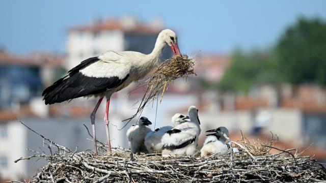 Edirne leyleklerin yavru büyütme telaşı