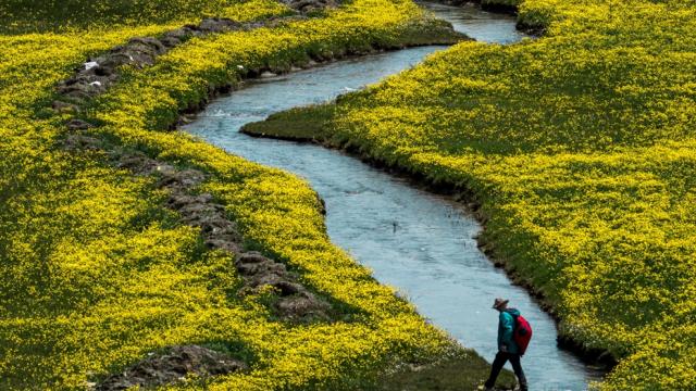 Toroslar'daki yaylalar sarı çiçeklerle renklendi