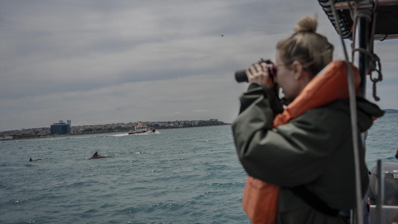 İstanbul Boğazı`nda en sık afalina türü görülüyor
