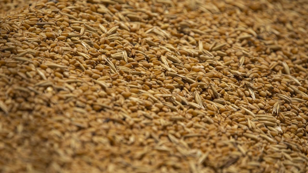 Bir ton ekime 12 ton hasat