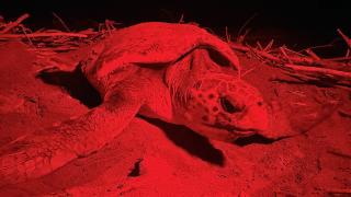 Belek Sahili'nde caretta carettanın yumurtlama anı görüntülendi