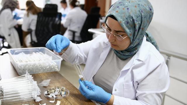 Giresun'da üretilen samuray arıları 5 ilde doğaya bırakılacak
