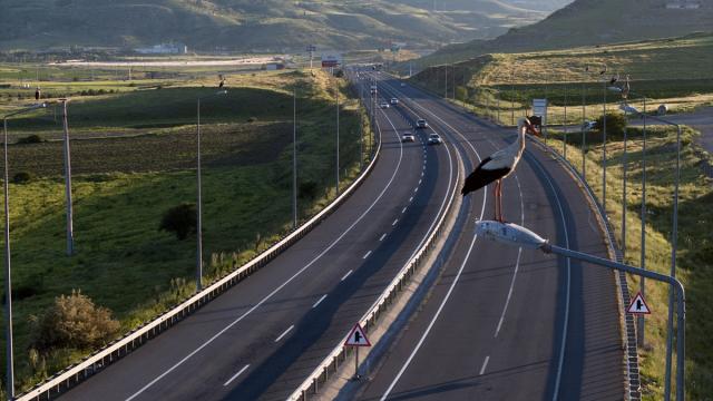 "Leylekli yol"un müdavimleri direklerin üstünde gün batımını karşılıyor