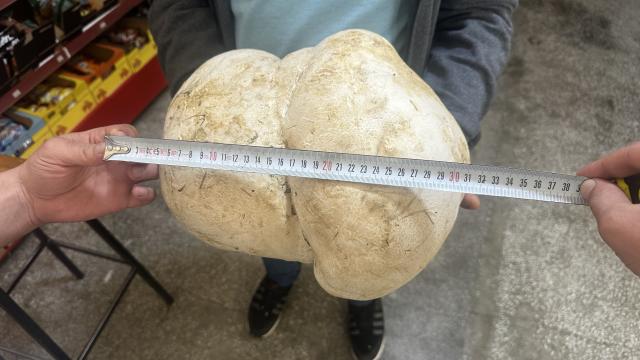 Ispartalı çiftçi bahçesinde 3 kilo 470 gram mantar buldu