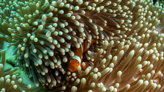 Sipadan Adası'nın zengin su altı yaşamı görüntülendi