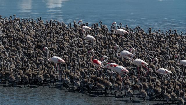 Tuz Gölü'nde yumurtadan çıkan yavru flamingolar doğaya uyum sağlamayı öğreniyor