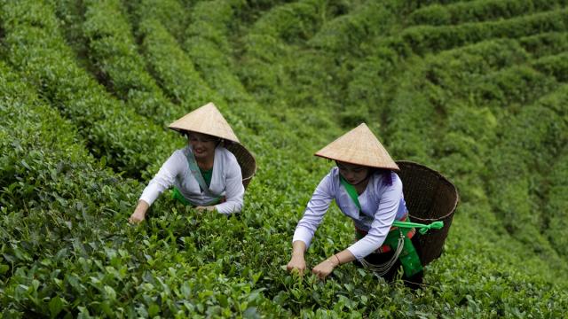 Vietnam'ın saklı cenneti: Long Coc çay tepeleri