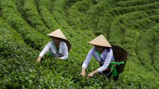Vietnam'ın saklı cenneti: Long Coc çay tepeleri