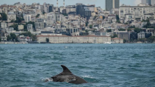 İstanbul Boğazı'nda görsel şölen sunan yunuslar sırt yüzgeçlerindeki izlerden kimliklendiriliyor