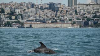 İstanbul Boğazı'nda görsel şölen sunan yunuslar sırt yüzgeçlerindeki izlerden kimliklendiriliyor