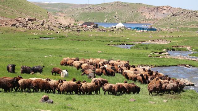Çetin kış nedeniyle yaylaya geç çıkan göçerler çadır kurup üretime başladı