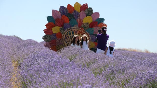 Lavanta tarlaları Tekirdağ'da turizm hareketliliğini artırıyor