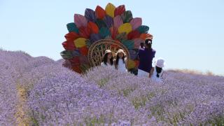 Lavanta tarlaları Tekirdağ'da turizm hareketliliğini artırıyor