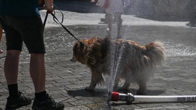 Afrika sıcak hava dalgası Polonya'yı etkisi altına aldı