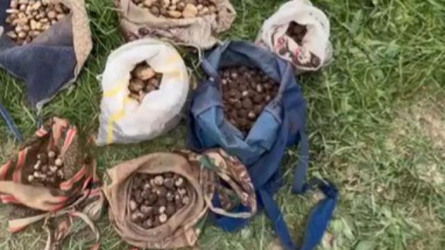 Çankırı'da İzinsiz Salep Toplayan 10 Kişiye 6 Milyon 992 Bin TL Ceza Uygulandı