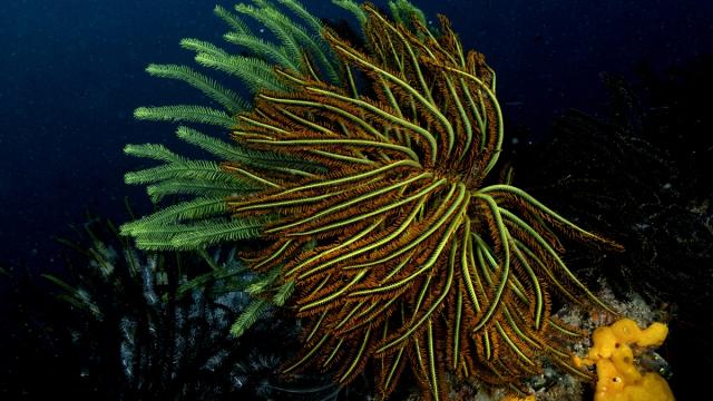 Malezya'nın Sabah eyaletindeki Kapalai bölgesinde su altı yaşamı görüntülendi
