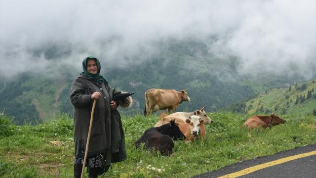 Gümüşhane'nin 2 bin 140 rakımlı Taşköprü Yaylası doğaseverleri ağırlıyor